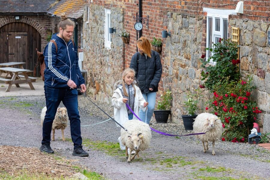 Shropshire: Sheep Trek with the Smallest Sheep in the World - Why walking a tiny sheep is more fun than it sounds