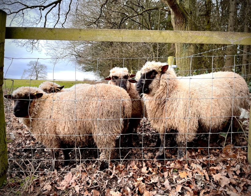 Shropshire: Sheep Trek with the Smallest Sheep in the World - Meeting the sheep in the holding pen