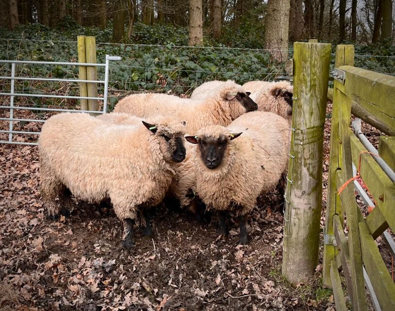 Shropshire: Sheep Trek with the Smallest Sheep in the World - Who will enjoy this sheep walk?