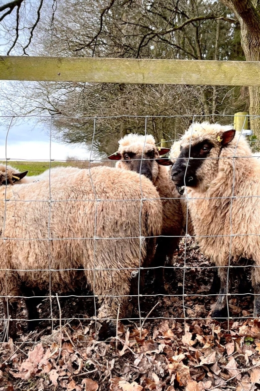 Shropshire: Sheep Trek with the Smallest Sheep in the World - Timing, cancellation, and practical planning