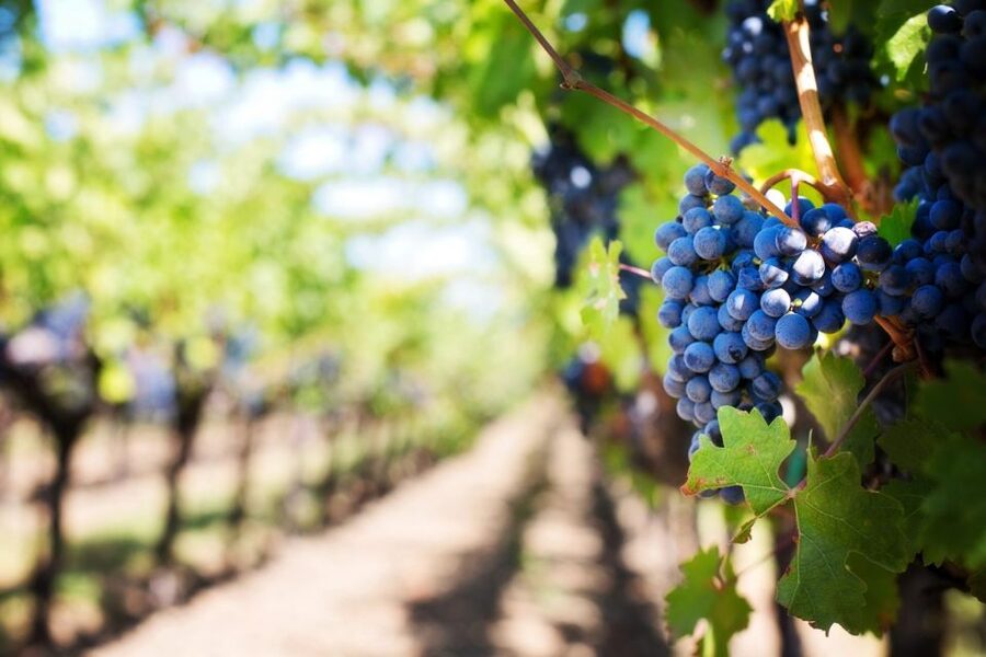 Sussex: Small-Group Wine Tours - Pickup from Hastings keeps the day simple