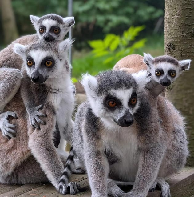 TELFORD: Hoo Zoo and Dinosaur World Entry Ticket - Booking flexibility and the final decision