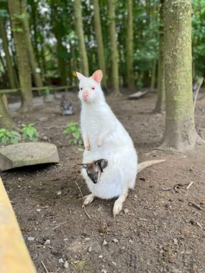TELFORD: Hoo Zoo and Dinosaur World Entry Ticket