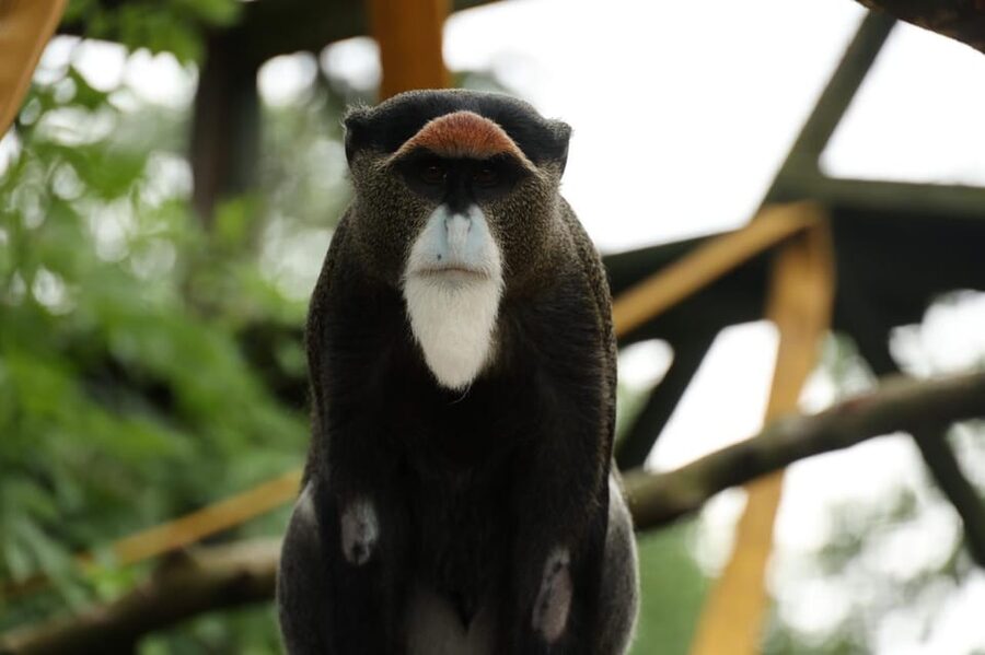 TELFORD: Hoo Zoo and Dinosaur World Entry Ticket - Who will enjoy Hoo Zoo and Dinosaur World most?