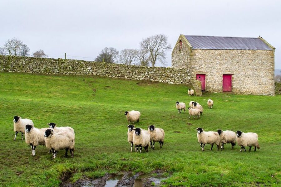 The Yorkshire Dales Tour from York - Aysgarth Falls and the route’s changeable element