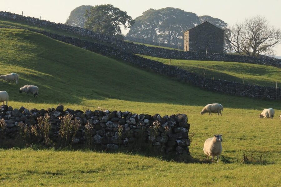 York: "All Creatures Great and Small" Yorkshire Dales Tour - Wensleydale Creamery and the taste of Yorkshire