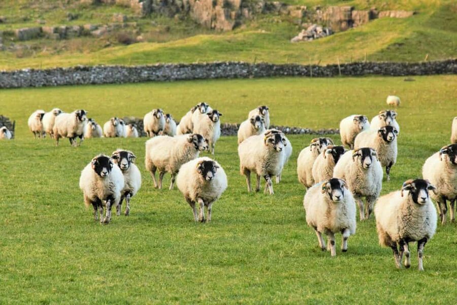 York: "All Creatures Great and Small" Yorkshire Dales Tour - Carperby and the Wheatsheaf Inn