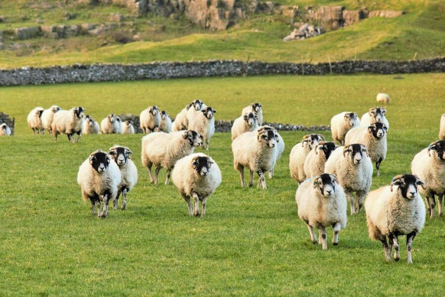 York: "All Creatures Great and Small" Yorkshire Dales Tour - Askrigg, the original Darrowby
