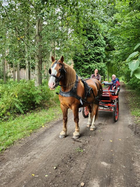 York: Horse Drawn Carriage Ride Around the Countryside York - Key points to know before booking