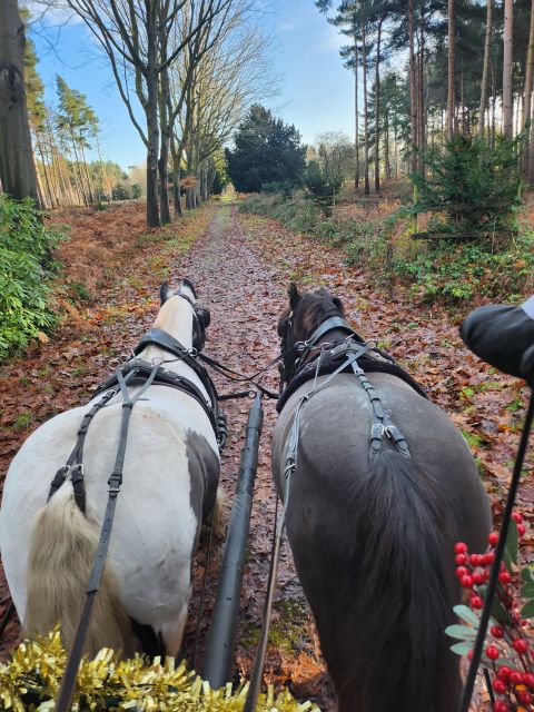 York: Horse Drawn Carriage Ride Around the Countryside York - A friendly welcome and well-kept horses