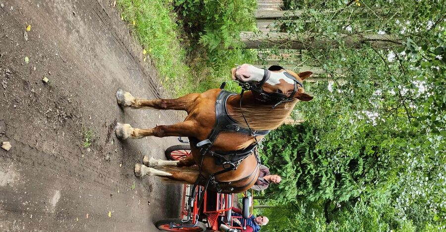 York: Horse Drawn Carriage Ride Around the Countryside York - Is the York carriage ride worth booking?