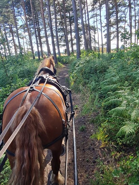York: Horse Drawn Carriage Ride Around the Countryside York - One hour through private woodland and country lanes