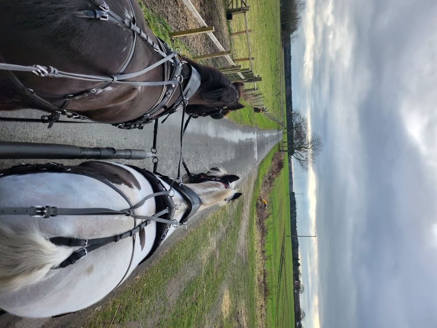 York: Horse Drawn Carriage ride & Cream Tea - Key points at a glance