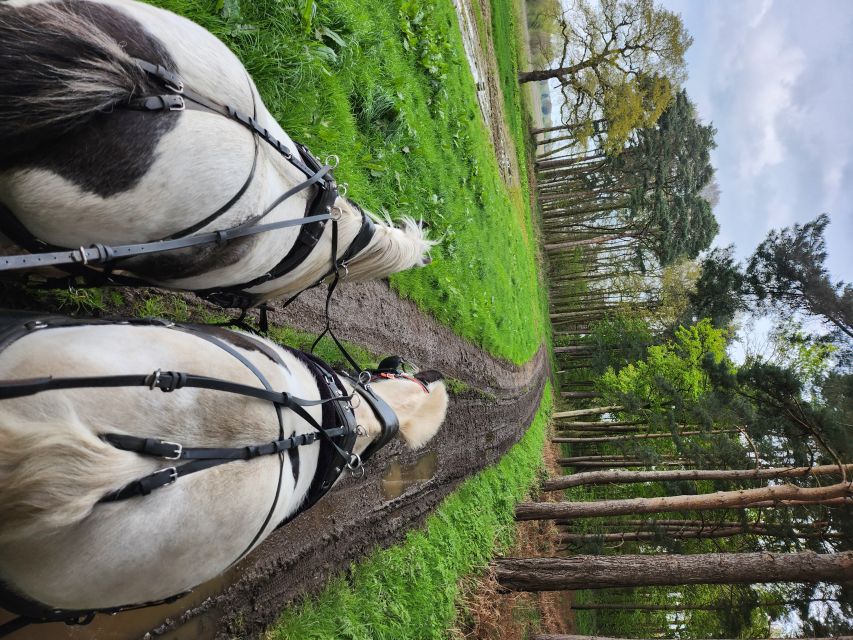 York: Horse Drawn Carriage ride & Cream Tea - Wildlife watching at horse pace