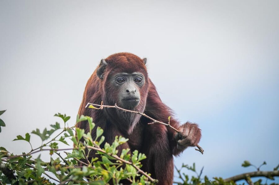 Yorkshire Wildlife Park: Entry Ticket - Key things to know before you go