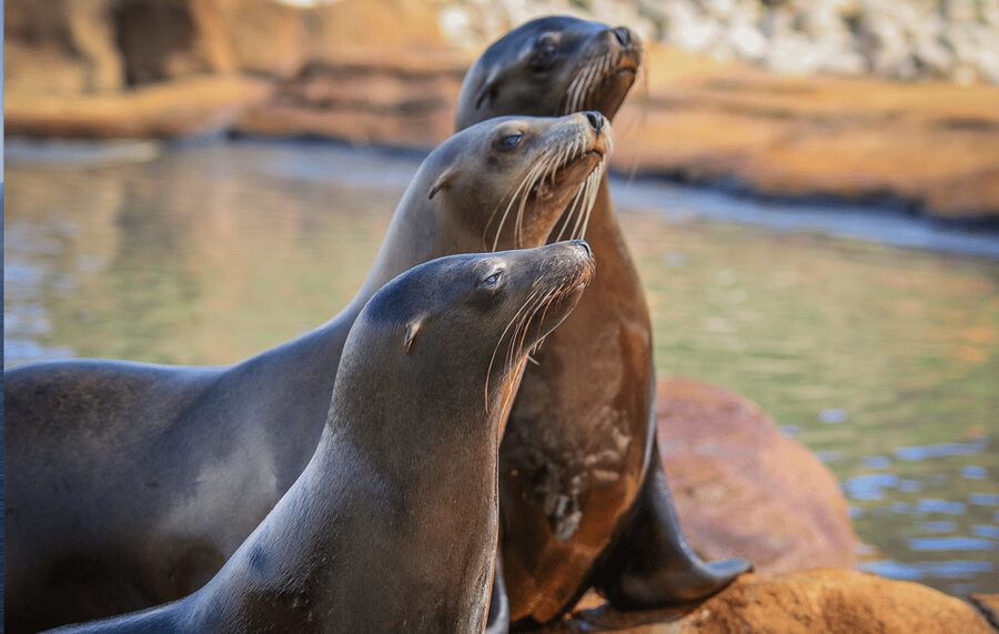Yorkshire Wildlife Park: Entry Ticket - Polar bears, big cats, and the animals everyone comes to see