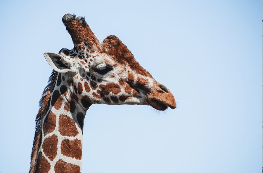 Yorkshire Wildlife Park: Entry Ticket - Why the spacious habitats change the experience