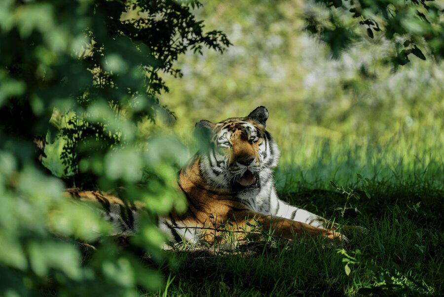 Yorkshire Wildlife Park: Entry Ticket - Play areas that rescue the family day
