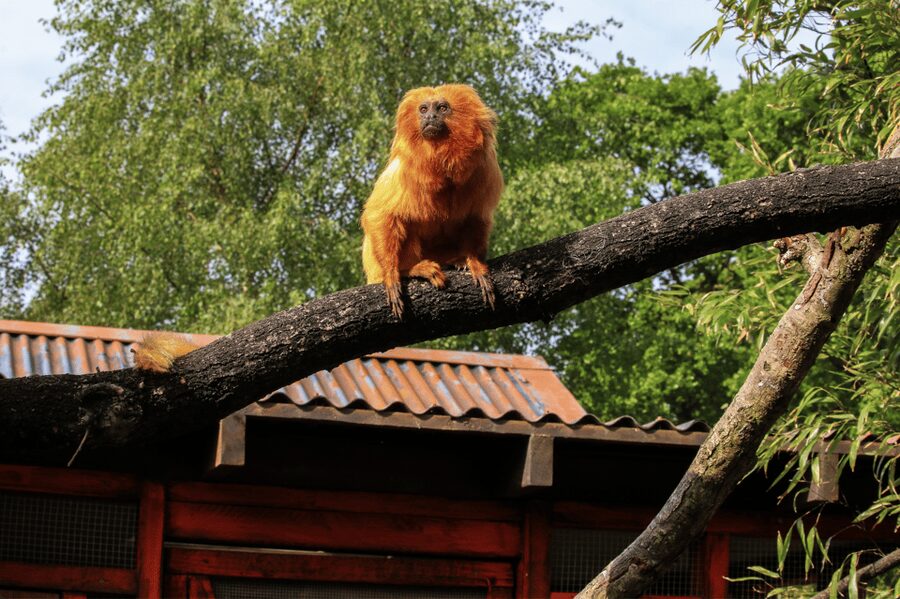 Yorkshire Wildlife Park: Entry Ticket - How long to spend and how to pace the day