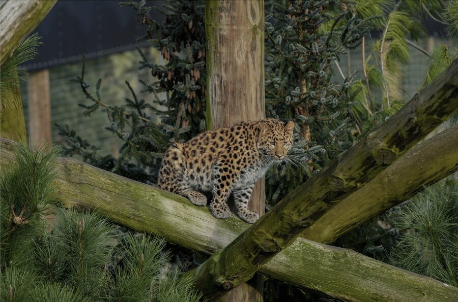 Yorkshire Wildlife Park: Entry Ticket - Is $37 good value?
