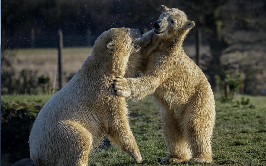 Yorkshire Wildlife Park: Entry Ticket - Practical tips for a smoother visit